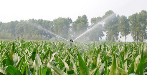 物聯(lián)網(wǎng)技術賦能農(nóng)業(yè)信息化與生物有機肥料研發(fā)的協(xié)同發(fā)展